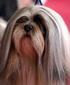 Lhasa Apso. Rasspecifik avelsstrategi RAS för