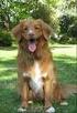 NOVA SCOTIA DUCK TOLLING RETRIEVER