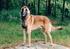 RASKLUBBEN FOR BELGISKA VALLHUNDAR Groenendael, Laekenois, Malinois, Tervueren