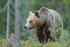 Beslut om licensjakt efter björn i Västerbottens län 2014