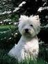 WestieAlliansen Rasklubben för West Highland White Terrier