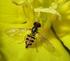The hoverflies (Diptera, Syrphidae) on a small farm at Linnaeus birthplace in the parish of Stenbrohult, Sweden