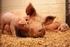 Uppfödning av slaktgrisar (Sus scrofa domestica) i stora grupper gruppstorlekens betydelse för grisars välfärd och produktionsresultat