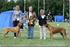 GOTLANDS KENNELKLUBBS INTERNATIONELLA UTSTÄLLNING 6 AUGUSTI 2017 GOTLAND DOG SHOW