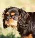 Njursjukdomar hos shetland sheepdog och cavalier king charles spaniel