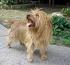 AUSTRALISK TERRIER (Australian Terrier)