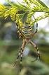Är getingspindeln, Argiope bruennichi, etablerad i Sverige?