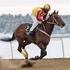 JÄGERSRO GALOPP NR 24 SÖNDAG 20 NOVEMBER 2016 KL November Sprint Joy For Jim Maiden