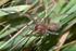 Den giftiga större taggspindeln Cheiracanthium punctorium (Araneae, Miturgidae) återfunnen i Sverige