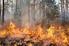 Skogsbränders påverkan på det boreala ekosystemet