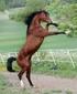 Stamboksreglemente för angloarabiska hästar i Sverige