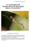 Ger stickmyggkontroll oönskade effekter för fjädermyggor (Diptera, Chironomidae)?