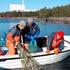 Biologisk recipientkontroll vid Ringhals kärnkraftverk