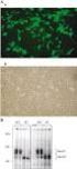 Kit Components. FuGENE 6 Transfection Reagent, 0.5ml. FuGENE 6 Transfection Reagent
