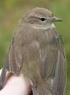 Interrupted moult of adult Willow Warblers Phylloscopus trochilus during autumn migration through Sweden