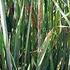 Svartrost, Puccinia graminis f. sp. avenae,