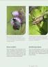 Översiktlig inventering av solitära bin och rödlistade insekter i naturreservatet Fårabackarna, Trelleborgs kommun sommaren 2007.