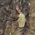 Biology and distribution of chafers (Coleoptera, Scarabaeidae) living in hollow trees in Sweden.