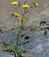 Nya bidrag till Södermanlands Hieracium-flora.