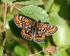 Asknätfjäril. Euphydryas maturna (Hypodryas maturna) EU-kod: 1052