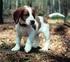 WELSH SPRINGER SPANIEL