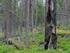 Skogsbruk och fornlämningar i Jämtland - - På väg framåt mot 0-resultat? Olle Hörfors, Länsstyrelsen