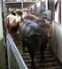 Är det möjligt att föda upp ungtjurar i ett stall byggt för mjölkkor?