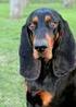 BLACK AND TAN COONHOUND