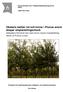 Obalans mellan rot och krona i Prunus avium skapar omplanteringschock Imbalance between root and crown creates transplanting shock in Prunus avium