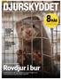 DJURSKYDDET 8RÅD. Rovdjur i bur. Politisk påverkan i Piteå år med Djurskyddet Sverige: TIDNINGEN. om sommarfaror för hund, katt och kanin