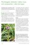 Mossnycklar Dactylorhiza majalis ssp.