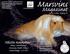 Magazinet. Nästa nummer: Långhår Lokalinfo SM Annonsen Bottenunderlag Rullningsguide Homeopati för djur