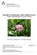 Innehåll av fytoöstrogen i olika rödklöversorter Content of phytoestrogens in red clover varieties