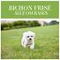 BICHON FRISÉ ALLT OM RASEN