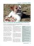 Jack russell terrier-den perfekta allroundhunden