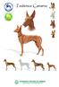 PODENCO CANARIO. - Podenco Canario -
