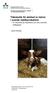 Tidsstudie för skötsel av kalvar i svensk mjölkproduktion