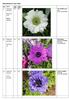 Lökmarknad 21 mars 2018 Nr Namn Ant i. 1 Anemone. 2 Anemone. 3 Anemone. coronaria. Mount Everest. Bukettanemon