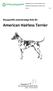 American Hairless Terrier