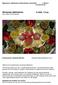 Sinnenas idéhistoria eng. History of the Senses