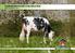 TJURPRESENTATION TYSK HOLSTEIN