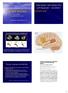 Specialistkurs i Neurovetenskaper 25/ Anatomisk förutsättning för symboliskt språk