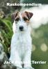 Jack Russell Terrier