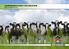TJURPRESENTATION TYSK HOLSTEIN VÅR/SOMMAR 2016