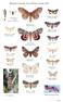 Bildgalleri fjärilar Trosa-Mörkö området 2003