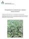 Odlingssäkerhet hos sortblandningar av åkerböna